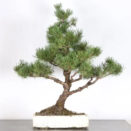 image supplémentaire - PREBONSAI PINUS MUGO 5-12
