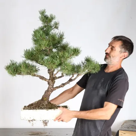 PREBONSAI PINUS MUGO 5-12