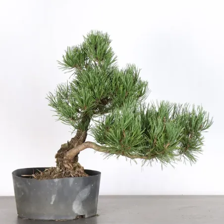 Mugo Bonsai Pine PM-5-8