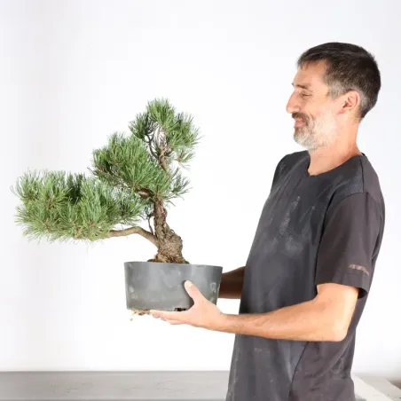 image supplémentaire - BONSAI PINUS MUGO 5-8