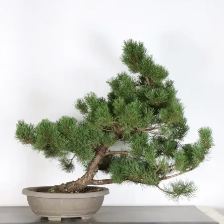 Pin mugo bonsai PM-5-7