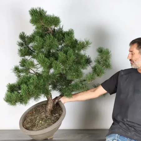 image supplémentaire - PREBONSAI PIN MUGO 5-7