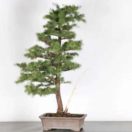 image supplémentaire - Atlas Cedar "CEDRUS...