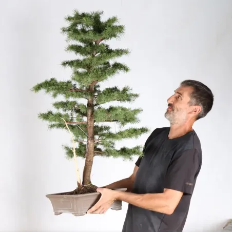 Atlas Cedar Bonsai "atlantica cedar" 1-1| Galinou Bonsai