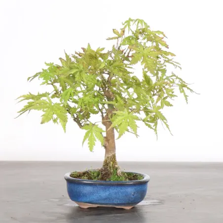 image supplémentaire - Japanese Maple "ACER...