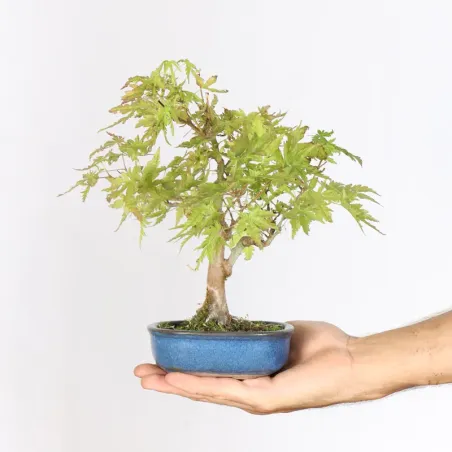 Maple Bonsai Palmatum Shohin APS-1-6