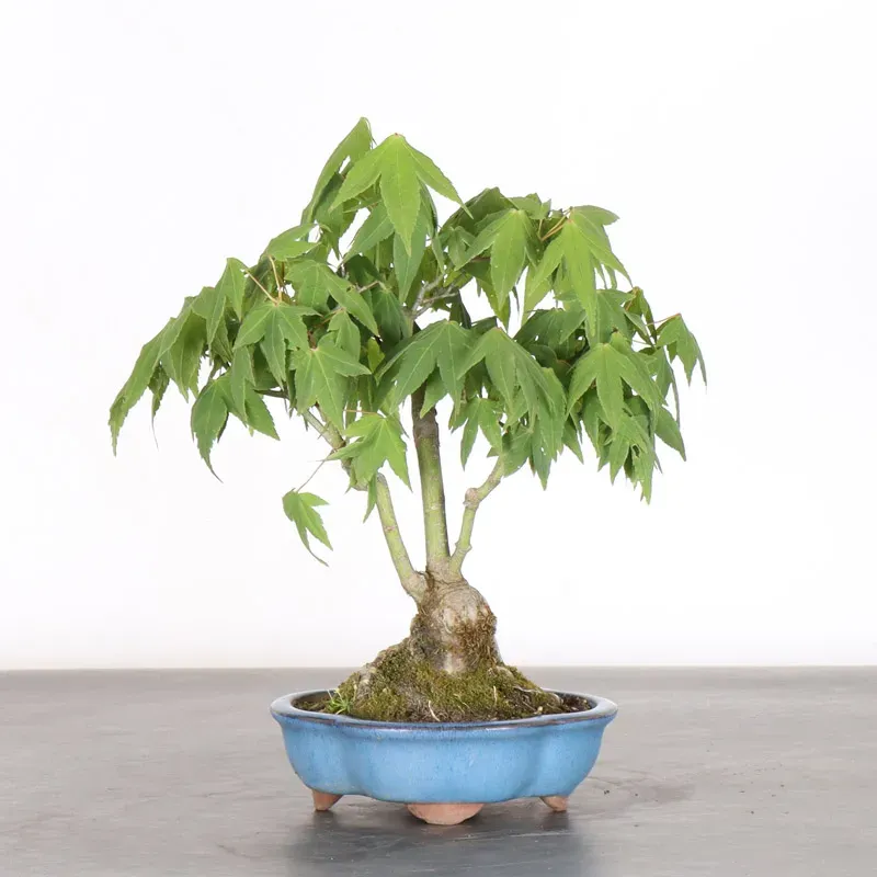 image supplémentaire - érable du japon "acer...