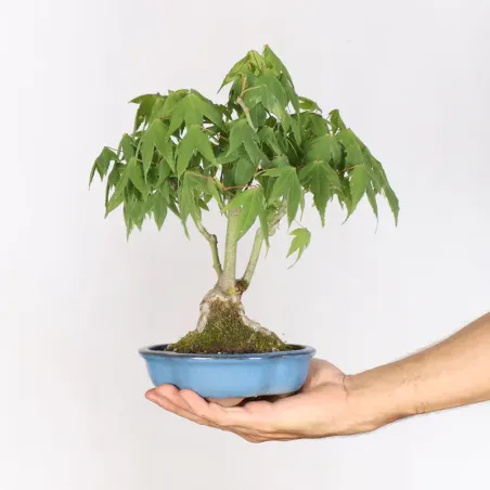 Japanese maple "Acer palmatum shohin" 2-14