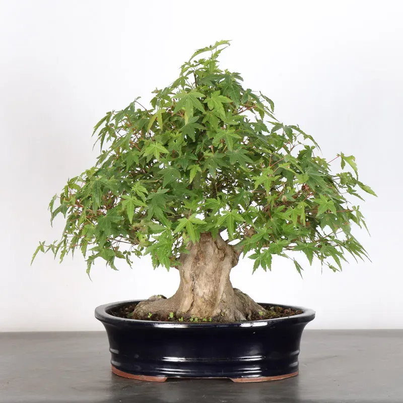 ERABLE DU JAPON "ACER PALMATUM" 1-23