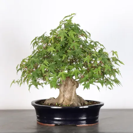 JAPANESE MAPLE "ACER PALMATUM" 1-23