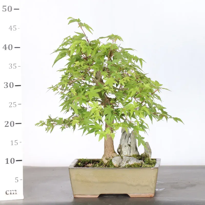 image supplémentaire - ACER PALMATUM 1-6