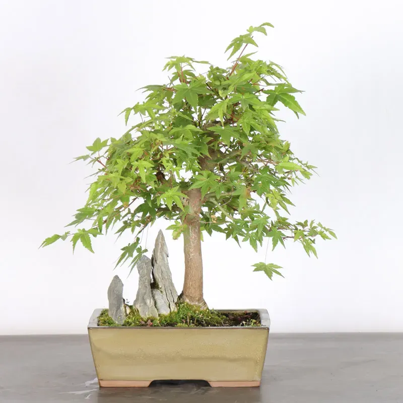 ACER PALMATUM 1-6