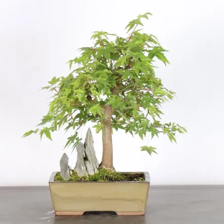 ACER PALMATUM 1-6