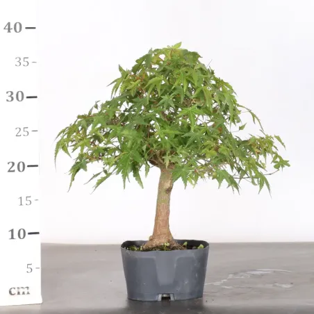 image supplémentaire - JAPANESE MAPLE "ACER...