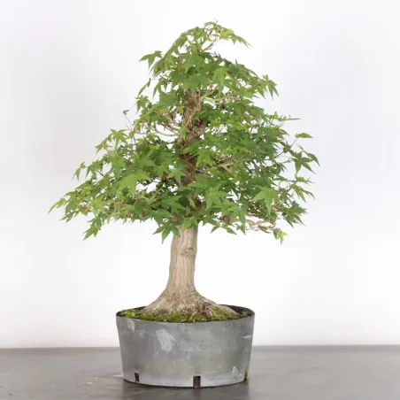 image supplémentaire - ACER PALMATUM AP 2-13