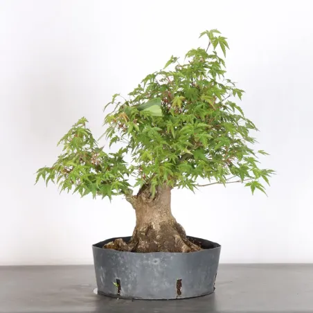image supplémentaire - ERABLE DU JAPON "ACER...
