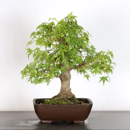 image supplémentaire - Japanese maple "acer...