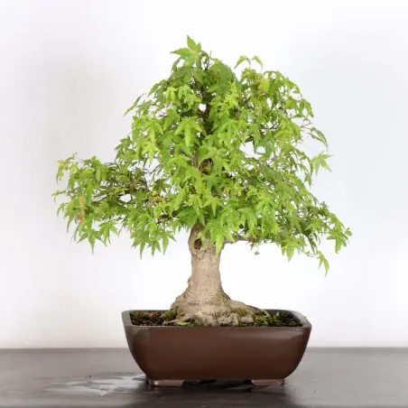Japanese maple "acer palmatum" 3-22