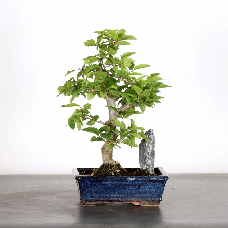 CHARME "Carpinus" AVEC ROCHE 1-20