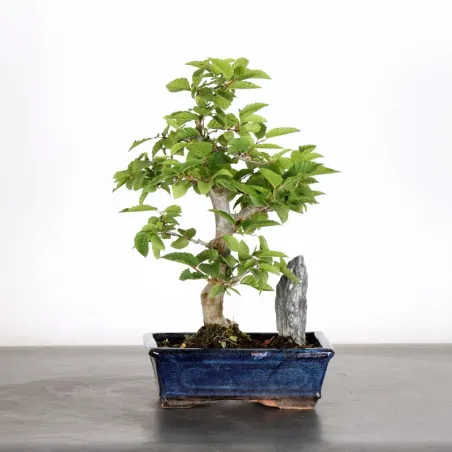 HORNBEAM "CARPINUS" WITH ROCK 1-20
