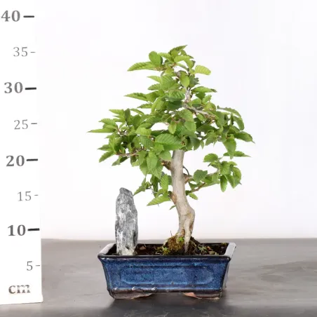 image supplémentaire - HORNBEAM "CARPINUS" WITH...