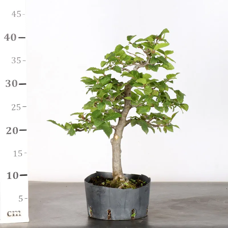 image supplémentaire - CHARME "Carpinus" 1-7