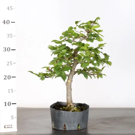 image supplémentaire - Hornbeam "carpinus" 1-7
