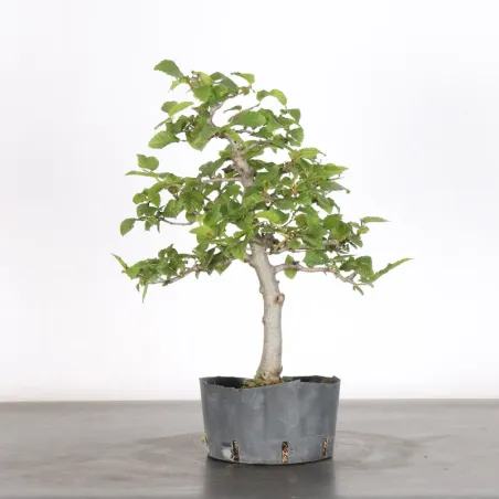 Bonsai Charms CH-1-7