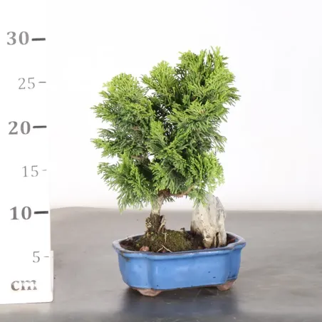 image supplémentaire - JAPANESE FALSE CYPRESS 1-1