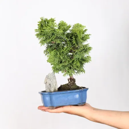 JAPANESE FALSE CYPRESS 1-1