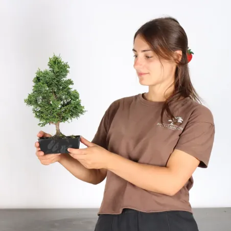 image supplémentaire - JAPANESE FALSE CYPRESS 1-3
