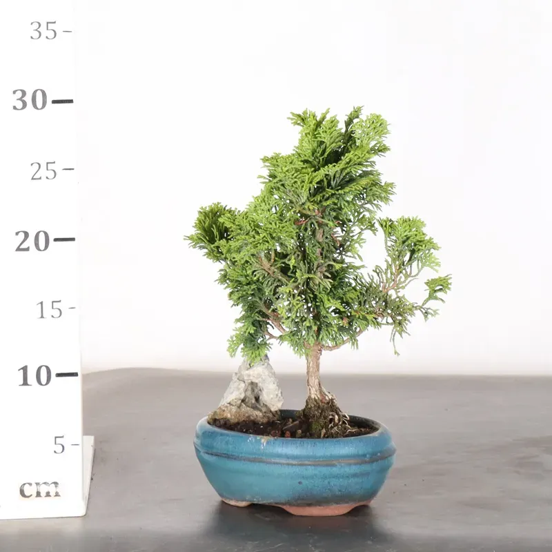 image supplémentaire - JAPANESE FALSE CYPRESS 1-5
