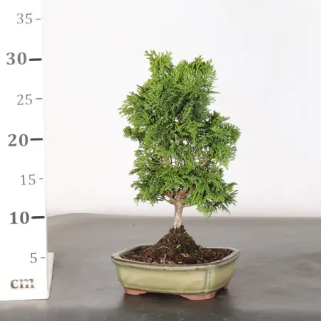 image supplémentaire - JAPANESE FALSE CYPRESS 1-6