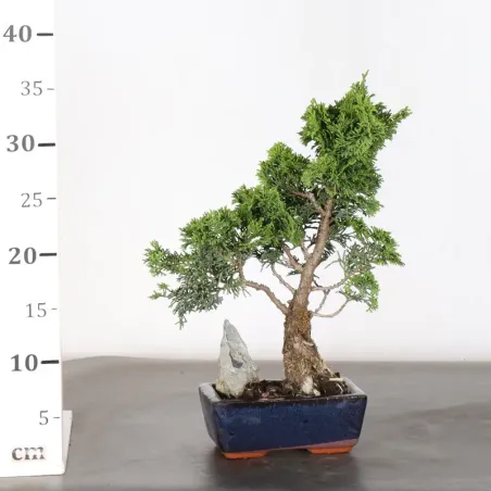 image supplémentaire - JAPANESE FALSE CYPRESS 1-7