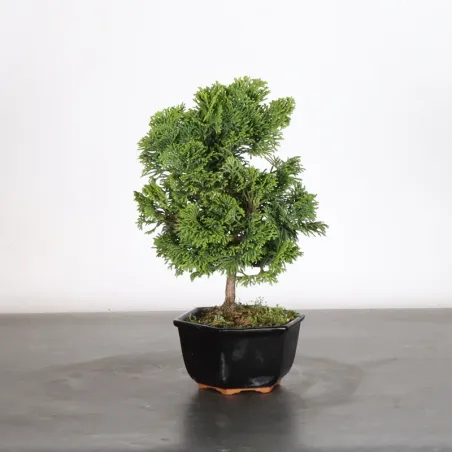 JAPANESE FALSE CYPRESS 1-9