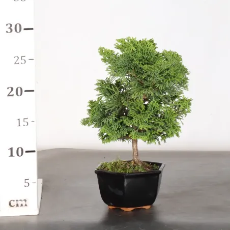 image supplémentaire - JAPANESE FALSE CYPRESS 1-9