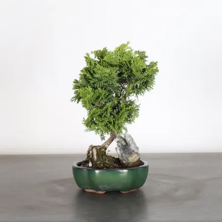 JAPANESE FALSE CYPRESS 1-11