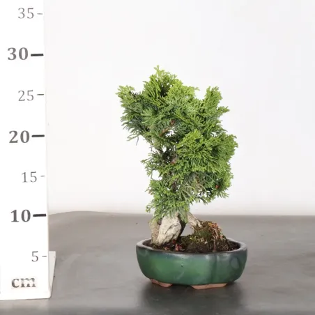 image supplémentaire - JAPANESE FALSE CYPRESS 1-11