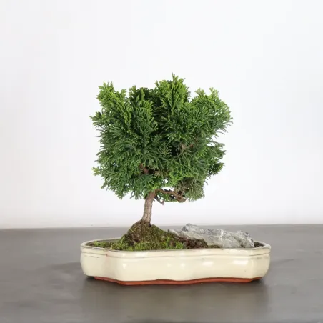 JAPANESE FALSE CYPRESS WITH ROCK 1-12