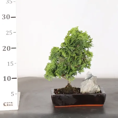 image supplémentaire - JAPANESE FALSE CYPRESS WITH...