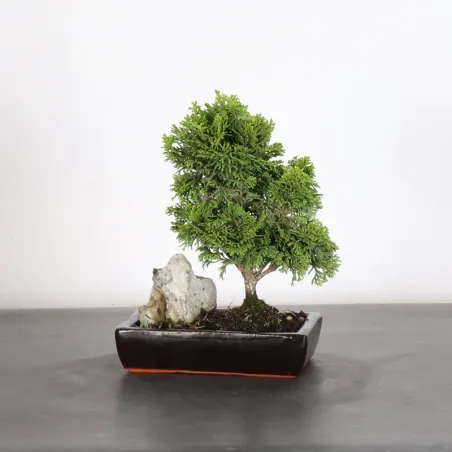 JAPANESE FALSE CYPRESS WITH ROCK 1-14