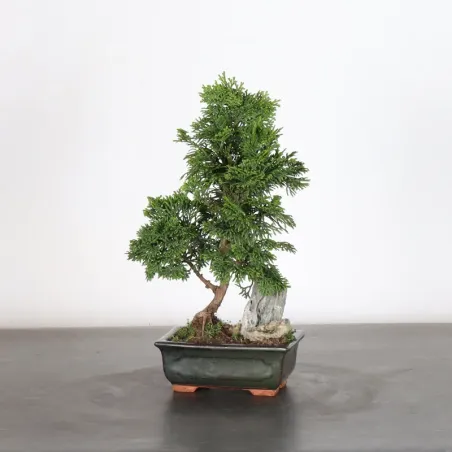 JAPANESE FALSE CYPRESS WITH ROCK 1-15