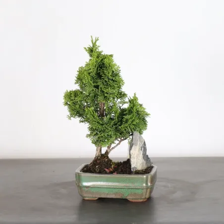 JAPANESE FALSE CYPRESS WITH ROCK 1-16
