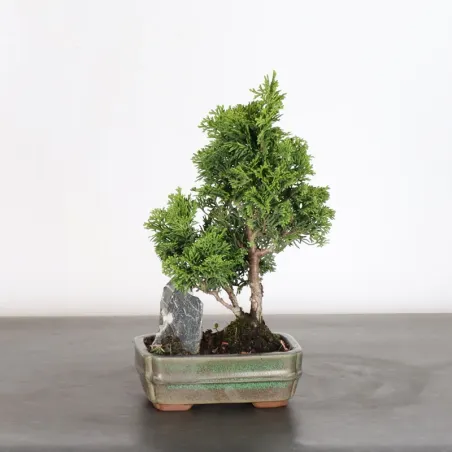 image supplémentaire - JAPANESE FALSE CYPRESS WITH...