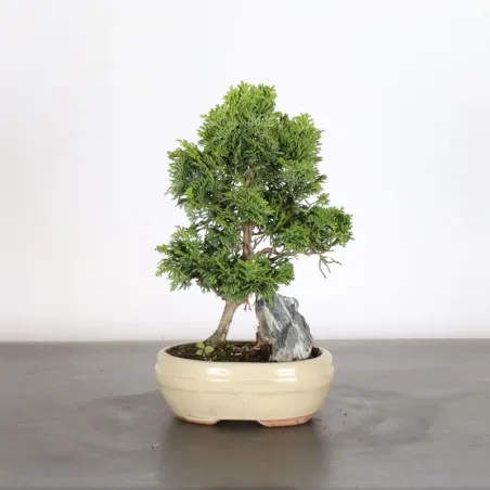 JAPANESE FALSE CYPRESS WITH ROCK 1-17