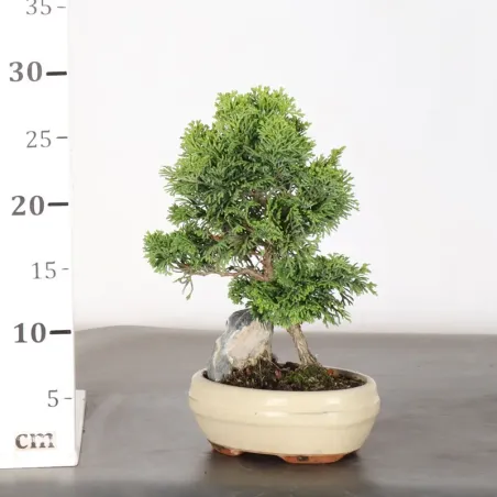 image supplémentaire - JAPANESE FALSE CYPRESS WITH...