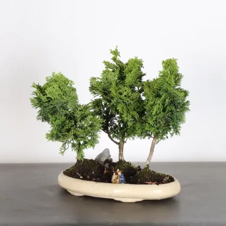 JAPANESE FALSE CYPRESS 2-1