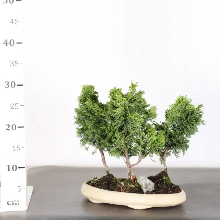 image supplémentaire - JAPANESE FALSE CYPRESS 2-1