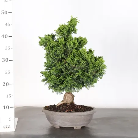 image supplémentaire - JAPANESE FALSE CYPRESS 2-2