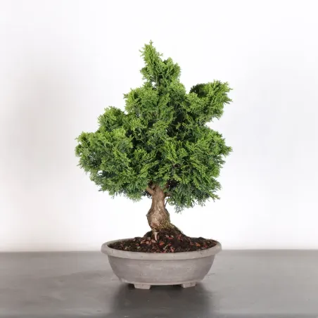 JAPANESE FALSE CYPRESS 2-2